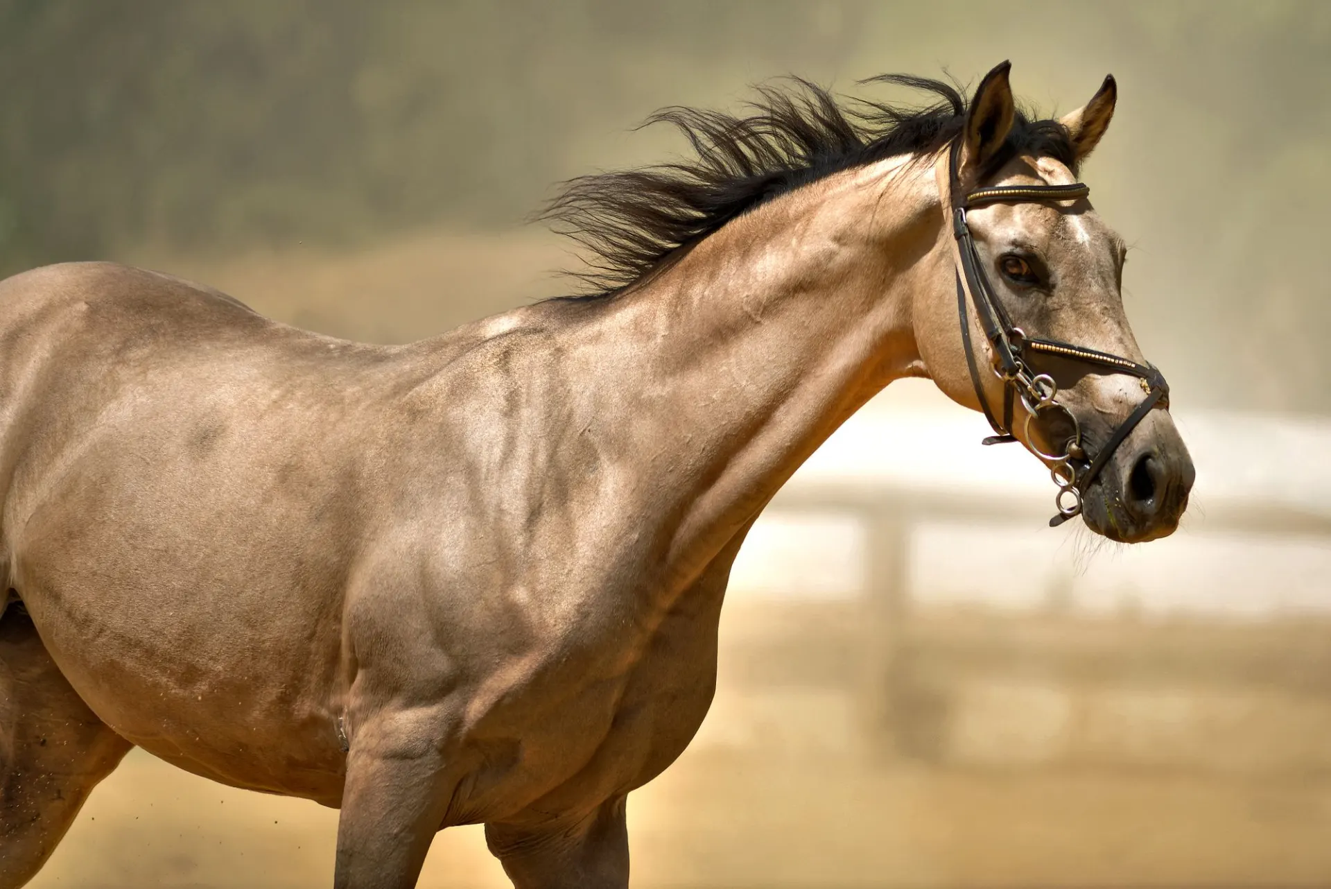 Cavalo de pelagem baia de tipo Quarto de Milha em movimento